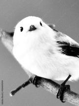 preview bw