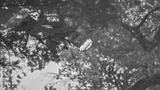 preview bw