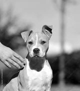 preview bw