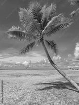 preview bw