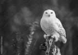 preview bw