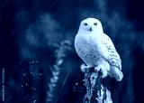 preview cold