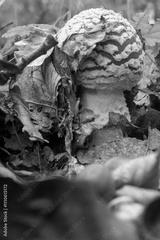preview bw