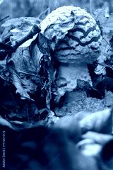 preview cold