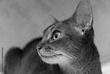 preview bw