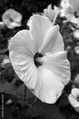 preview bw