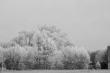 preview bw