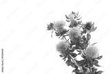 preview bw