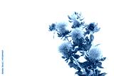 preview cold