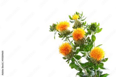 image to crop