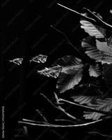 preview bw