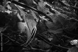 preview bw