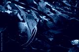 preview cold