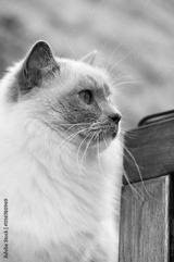preview bw
