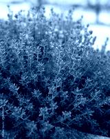 preview cold