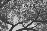 preview bw