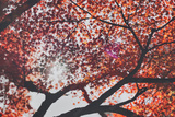 preview original