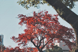 preview original