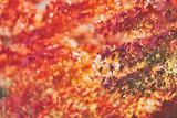 preview original