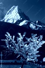 preview cold