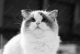 preview bw