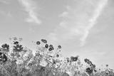 preview bw