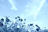 preview cold