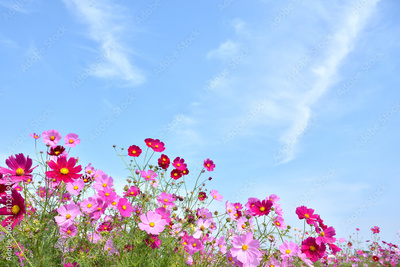 image to crop