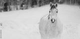 preview bw