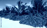 preview cold
