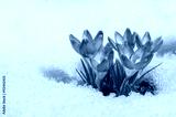 preview cold