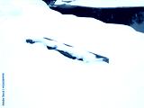 preview cold