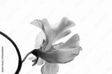 preview bw