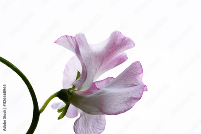 image to crop