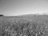 preview bw