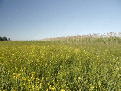image to crop
