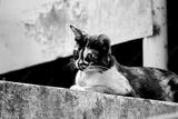 preview bw