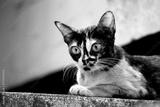 preview bw