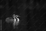 preview bw