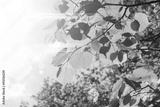 preview bw