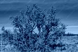 preview cold