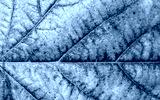 preview cold