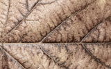 preview original