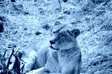preview cold