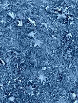 preview cold