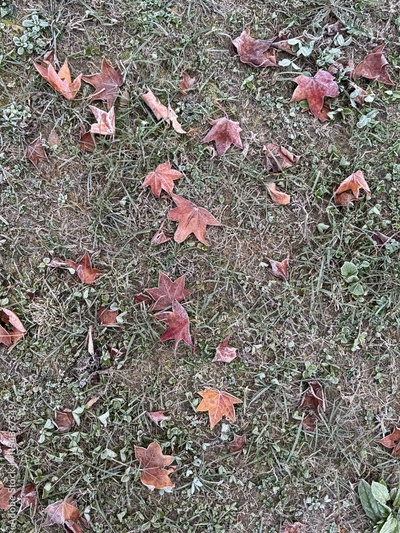 image to crop