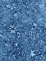 preview cold