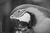 preview bw