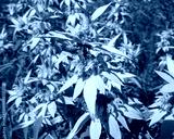 preview cold