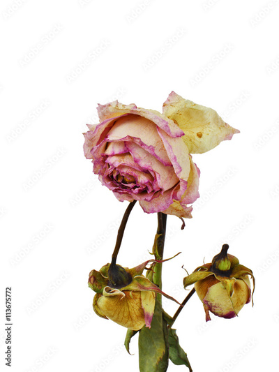 image to crop